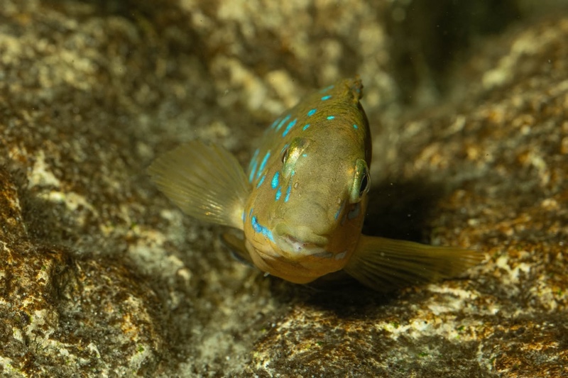 Tanganicodus sp. 'kavalla' Kibige Island